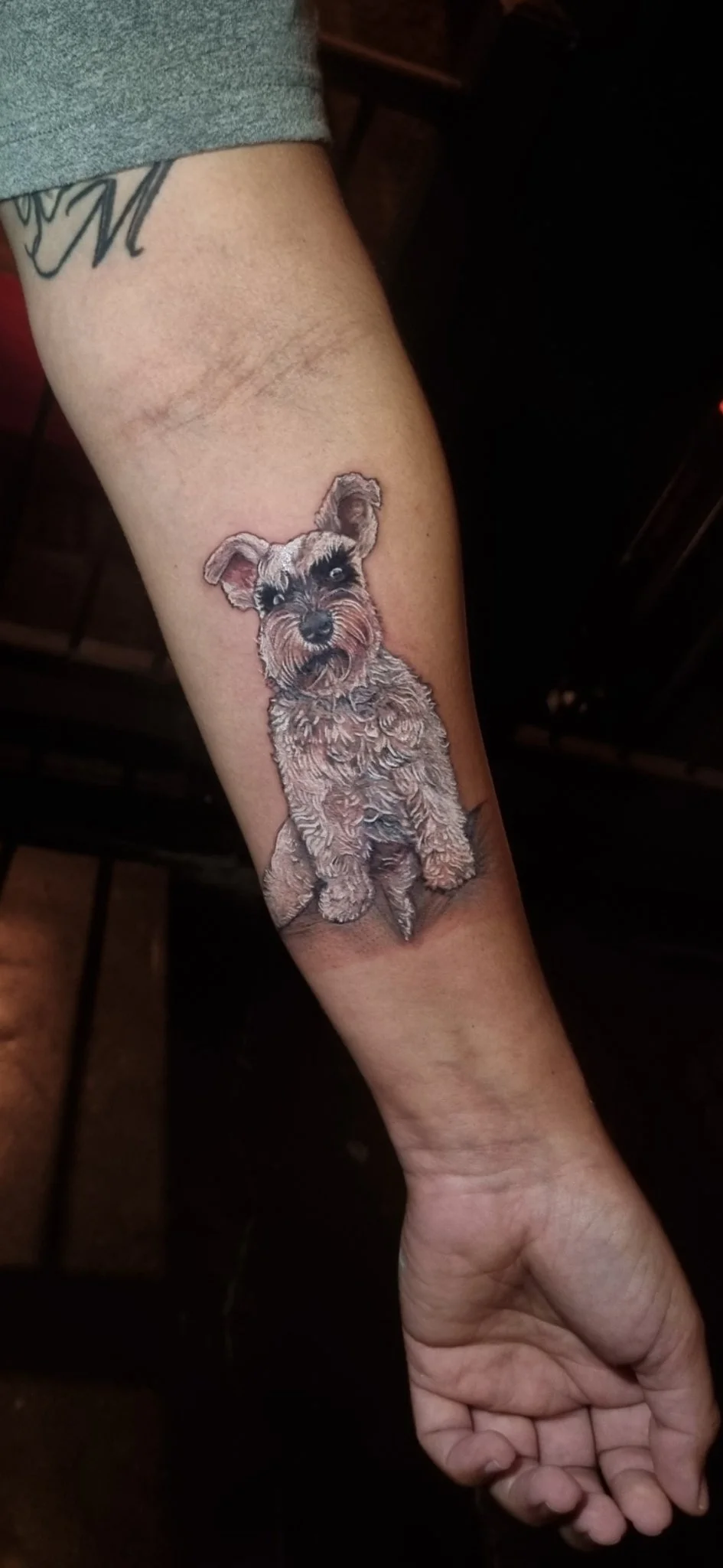 Color realism schnauzer puppy portrait tattoo on forearm