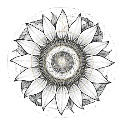 Fibonacci Sunflower Spiral, Fine Line tattoo flash design