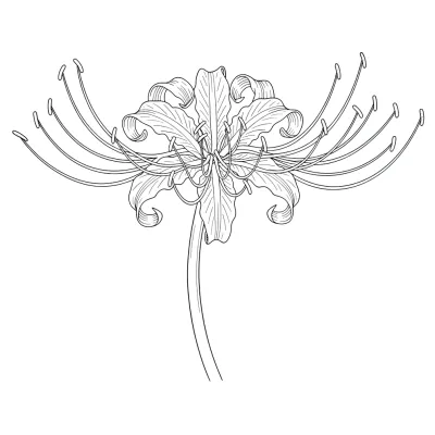 Fine Line Spider Lily, Fine Line tattoo flash design