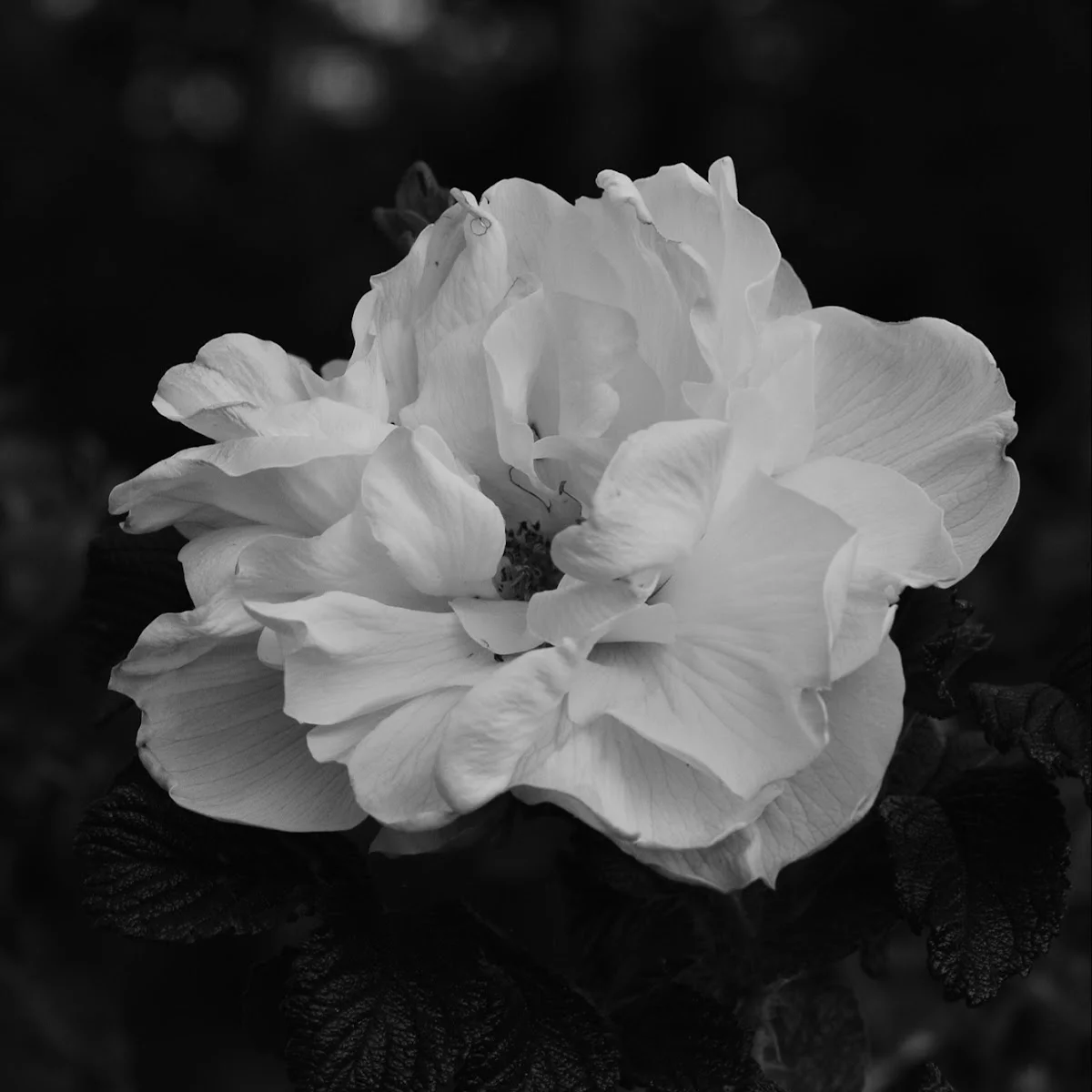Barney Tattoo Montpellier fine line floral photo